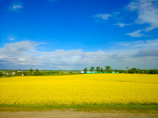Summer field strewn with rapeseed flowers
