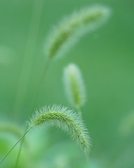 FUZZY WEEDS