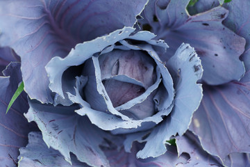 closeup cabbage purple