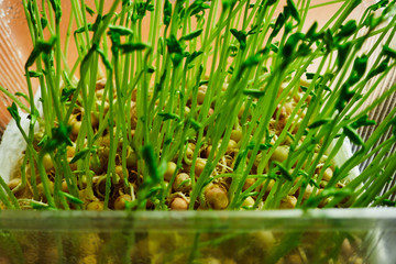 Obraz premium microgreens growing in trays on a shelf ,concept design