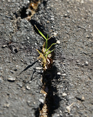 asphalt crack