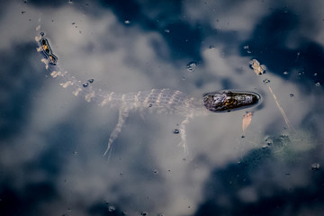 Baby alligator floating in the shallows at Harris Neck Wildlife Sanctuary in Georgia.