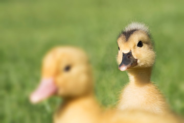 Small Duck Ducklings In Green Grass