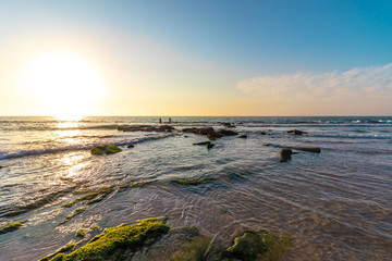 A rocks covered in water plants, against the background of the sunset, a light clouded sky, a palmahim beach.