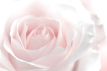 Fototapeta na wymiar Creamy Rose Petals / Baby Pink Airy Flower / Fresh Light And Bright Floral Photography