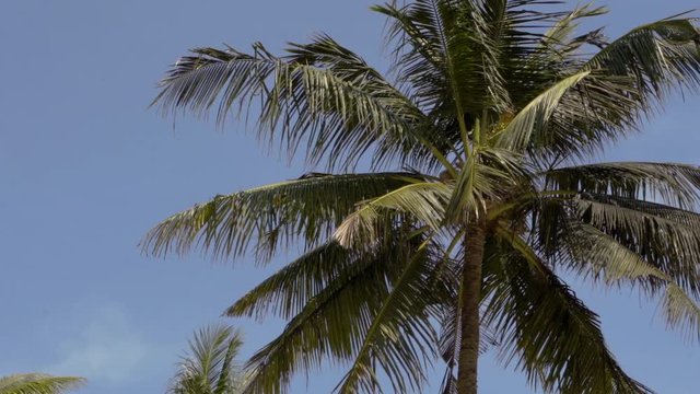 coconut palm trees on the blue sky background at the daylight