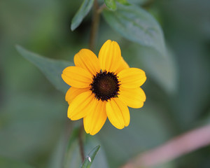 yellow flower on green background