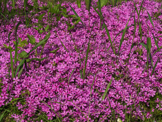 Phlox subulata (moss phlox) pink plant blooming in close up