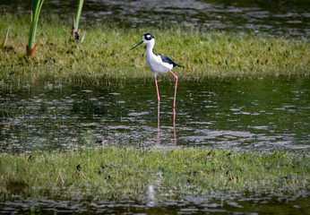 Black-necked Stilts at lake in Orlando Wetlands in Florida.
