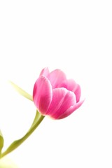 Obraz na płótnie Canvas Pink Tulip Spring Flower Isolated On White Background