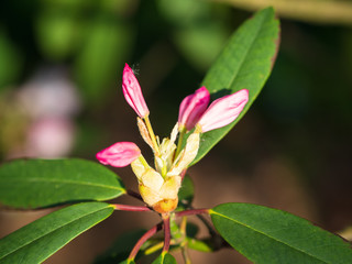 Rhododendron Flower Bud, Pink Azalea bud in the flower garden in spring