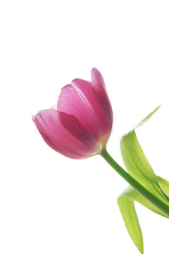 Lovely Pink Tulip Flower On White Background / Isolated Floral Plant Spring Easter Photograph