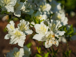 white rhododendron flowers in bloom, stock image.