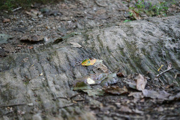 rocks, stones, boulders 