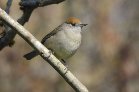 capinera (Sylvia atricapilla) su ramo,ritratto femmina