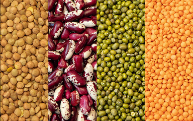 Collage of four photographs of different species of legume crops