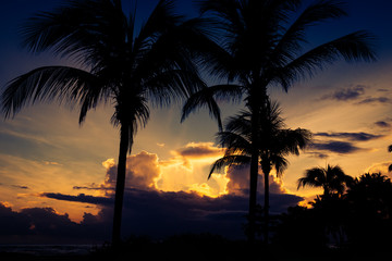 Obraz premium Dramatic sunset behind the silhouettes of palm trees. Puerto Plata, Dominican Republic