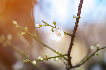 Spring blossom background. Beautiful nature scene with blooming tree and sun flare. Sunny day. Spring flowers. Beautiful Orchard.