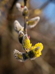 Poplar flowering catkins