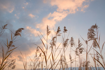 Grass And Blue Sky Sunset Silhouette Of Dry Grass Reed Wheat Dreamy Clouds