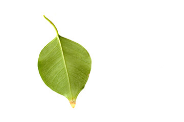 Green leaf isolated on a white background