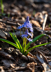 Blue snowdrops in the spring forest