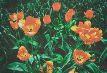 Red tulip flowerbed in park Washington DC