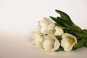 Obraz na płótnie Canvas Tulips on a white background. Flowers isolated on a white background. Bouquet of white tulips on a white background.