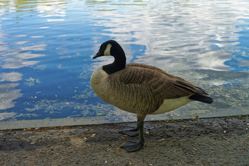 Goose near the water in Washington DC USA