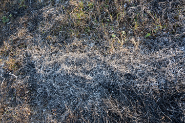 Fototapeta na wymiar Burned grass in springtime. Ashes of the burnt grass.
