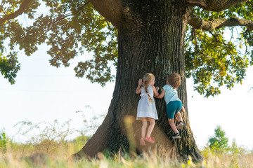 Little boy and girl climbing tree on meadow. Childhood youth growth.