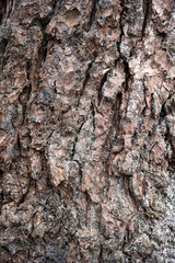 Tree bark texture background