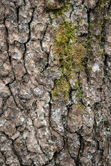 Tree bark texture background