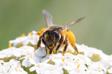 Biene mit Blühte - Makrofoto