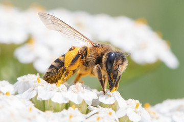 Biene mit Blühte - Makrofoto