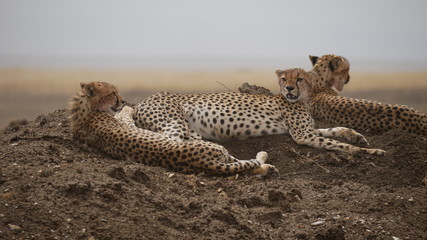 Geparden in der Serengeti in Tansania © turtles2