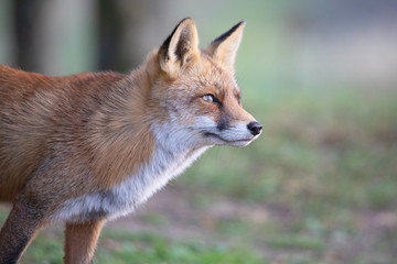 Rotfuchs am Waldrand - Stockfoto