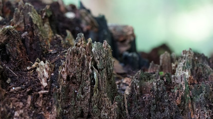 roten tree macro