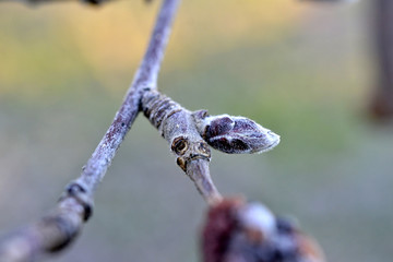 apple bud in march