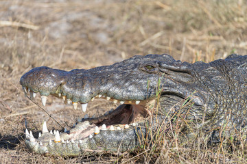 Nile crocodile on the Bank of the Chobe River Botswana Africa