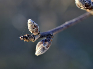 apple bud in spring