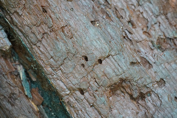 old wood texture