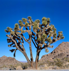 Joshua Tree