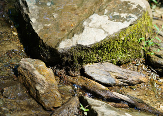 moss and stones