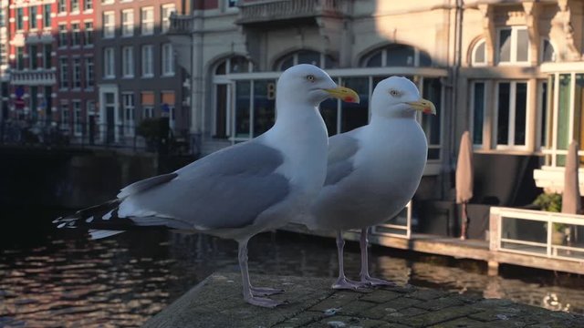 Seagulls in Amsterdam downtown on canal bridge, wild birds, close up