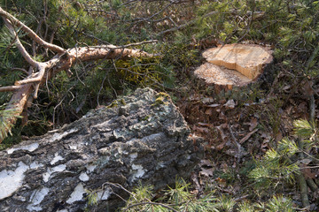 cut birch logs in forest
