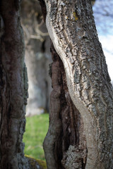 Bark from an old tree in Wilcote, West Oxfordshire, UK