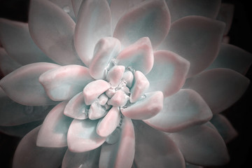 Bright colorful image of nature. Close-up of Echeveria flower with beautiful water drops