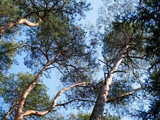 Kiefernwald aus der Wurmperspektive