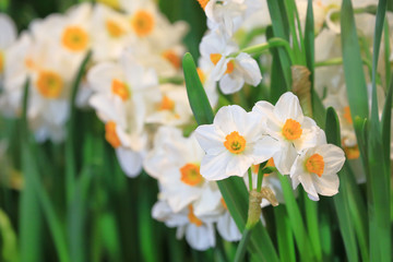 White narcissus daffodil in flower bed for early spring bulb cottage garden with copy space - obrazy, fototapety, plakaty